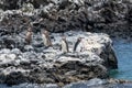 Penguins roost on the coast.Ecuado